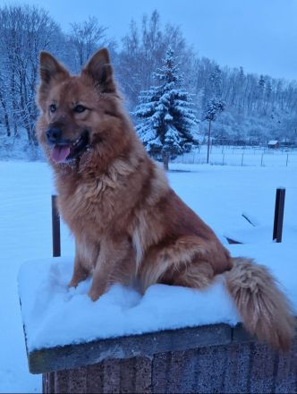 Harzer Fuchs von der Lerchenwiese