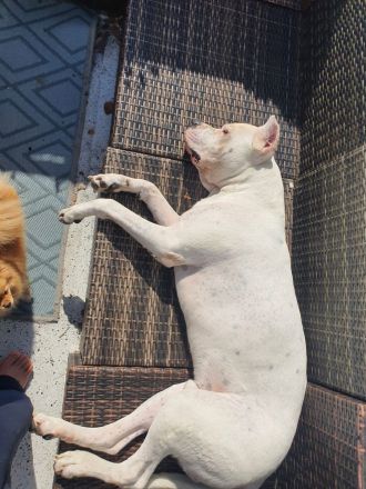 Dogo Argentino Deckrüde