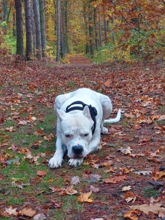 Dogo Argentino Deckrüde