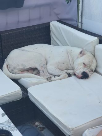 Dogo Argentino Deckrüde