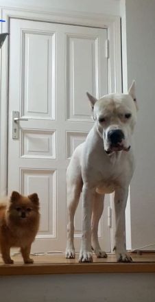 Dogo Argentino Deckrüde