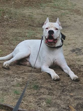 Dogo Argentino Deckrüde