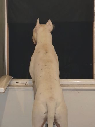 Dogo Argentino Deckrüde