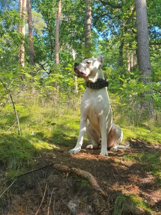 Dogo Argentino Deckrüde