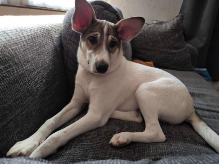 Napoleon sucht ein neues Zuhause für immer♡