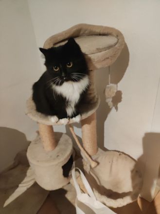 Zwei sehr verschmuste Mainkoon/perser