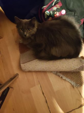 Zwei sehr verschmuste Mainkoon/perser