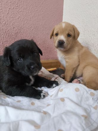 4 süße Mischlingswelpen suchen ein zu Hause