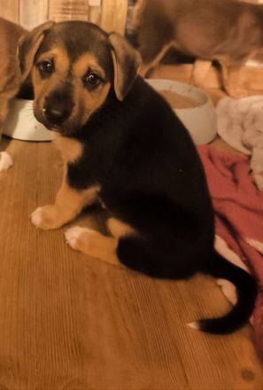 4 süße Mischlingswelpen suchen ein zu Hause