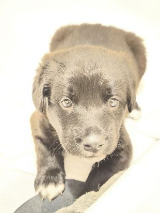 4 süße Mischlingswelpen suchen ein zu Hause