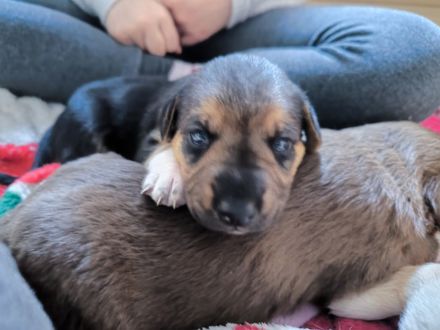 4 süße Mischlingswelpen suchen ein zu Hause