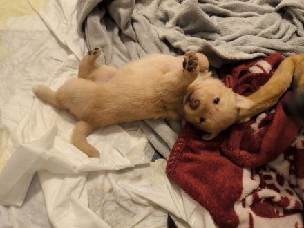 4 süße Mischlingswelpen suchen ein zu Hause