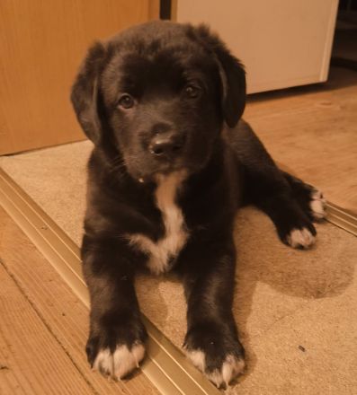 4 süße Mischlingswelpen suchen ein zu Hause