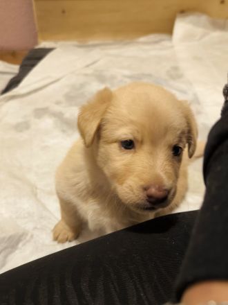 4 süße Mischlingswelpen suchen ein zu Hause