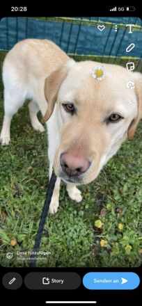 Labrador Rüde 1. Jahr alt.