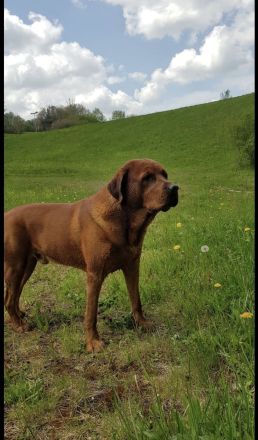 Labrador Retriever foxred Deckrüde