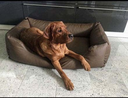 Labrador Retriever foxred Deckrüde