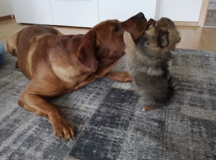 Labrador Retriever foxred Deckrüde