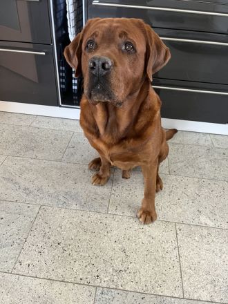 Labrador Retriever foxred Deckrüde