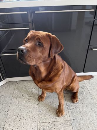 Labrador Retriever foxred Deckrüde