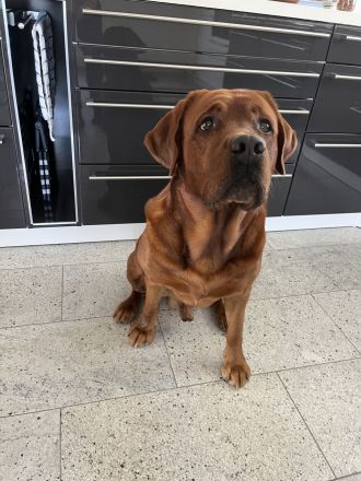 Labrador Retriever foxred Deckrüde