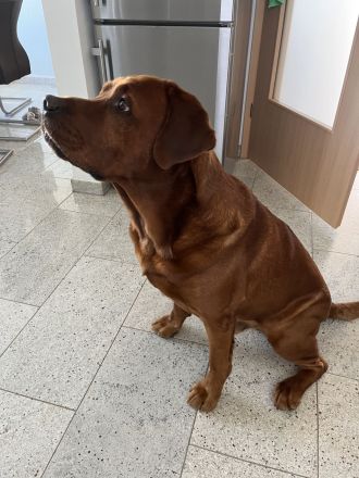 Labrador Retriever foxred Deckrüde