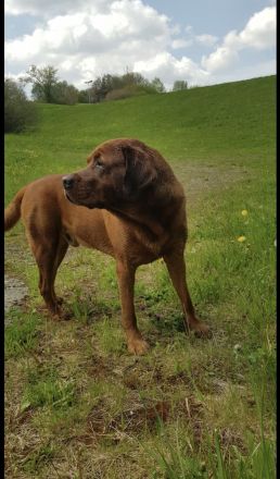 Labrador Retriever foxred Deckrüde