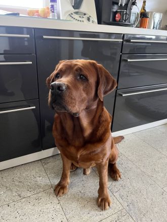 Labrador Retriever foxred Deckrüde