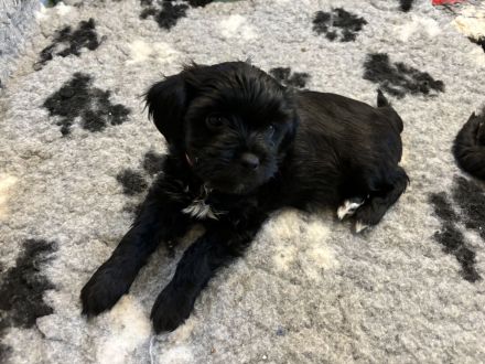 Tibet Terrier Welpen aus Hobbyzucht mit Ahnentafel