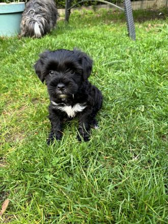 Tibet Terrier Welpen aus Hobbyzucht mit Ahnentafel