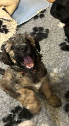 Tibet Terrier Welpen aus Hobbyzucht mit Ahnentafel