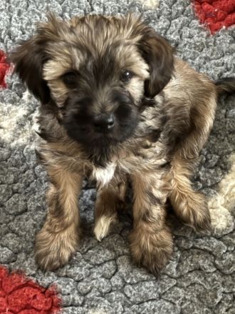 Tibet Terrier Welpen aus Hobbyzucht mit Ahnentafel