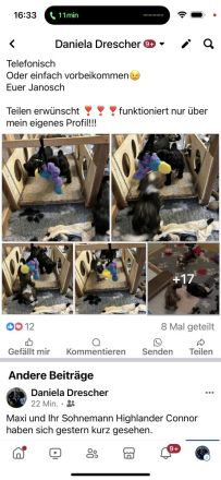 Tibet Terrier Welpen aus Hobbyzucht mit Ahnentafel