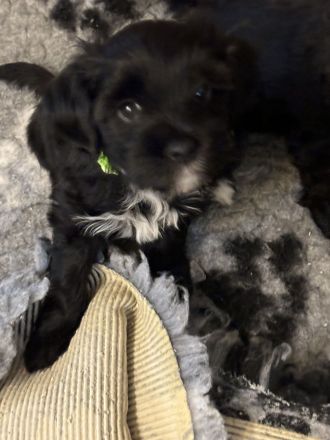 Tibet Terrier Welpen aus Hobbyzucht mit Ahnentafel