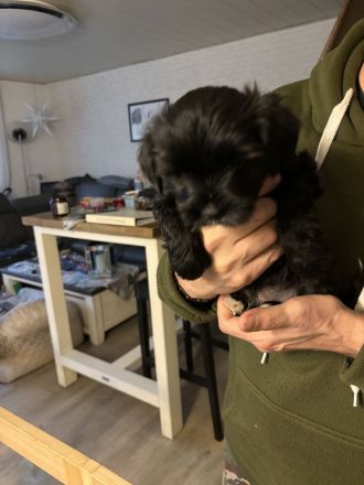 Tibet Terrier Welpen aus Hobbyzucht mit Ahnentafel