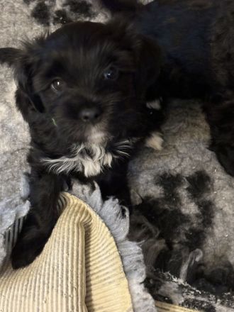 Tibet Terrier Welpen aus Hobbyzucht mit Ahnentafel