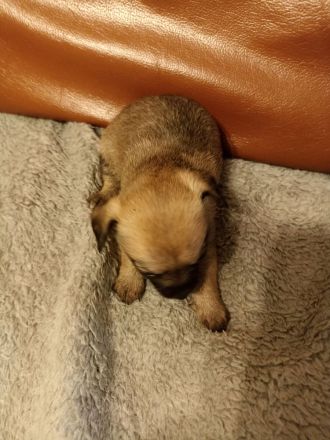 Chihuahua Mix Welpen