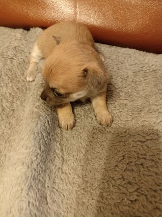 Chihuahua Mix Welpen