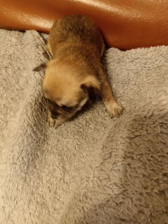 Chihuahua Mix Welpen