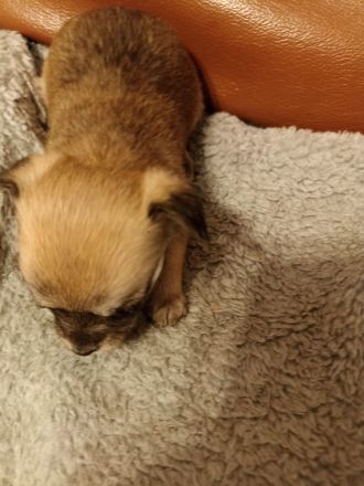 Chihuahua Mix Welpen