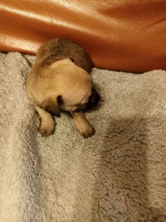 Chihuahua Mix Welpen