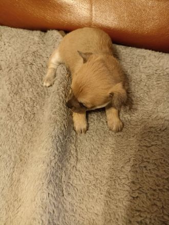 Chihuahua Mix Welpen