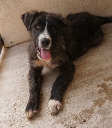 Apollo, geb. ca. 11/2023, lebt in GRIECHENLAND, im städt. Tierheim Serres