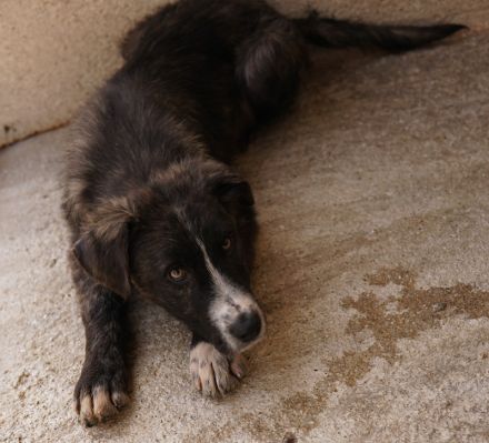 Apollo, geb. ca. 11/2023, lebt in GRIECHENLAND, im städt. Tierheim Serres