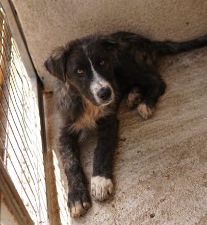 Apollo, geb. ca. 11/2023, lebt in GRIECHENLAND, im städt. Tierheim Serres