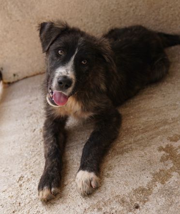 Apollo, geb. ca. 11/2023, lebt in GRIECHENLAND, im städt. Tierheim Serres