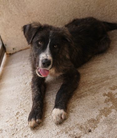 Apollo, geb. ca. 11/2023, lebt in GRIECHENLAND, im städt. Tierheim Serres