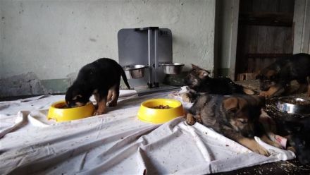 DSH Welpen Rüden DDR-Linie Schwarz/Braun 10 Wochen alt in 03172 Groß Drewitz