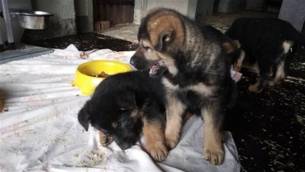 DSH Welpen Rüden DDR-Linie Schwarz/Braun 10 Wochen alt in 03172 Groß Drewitz