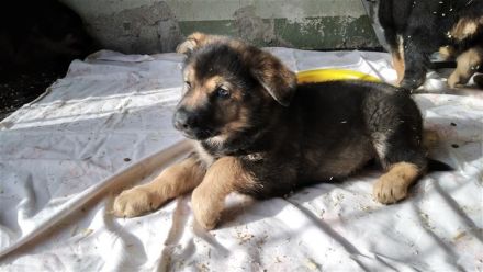 DSH Welpen Rüden DDR-Linie Schwarz/Braun 10 Wochen alt in 03172 Groß Drewitz